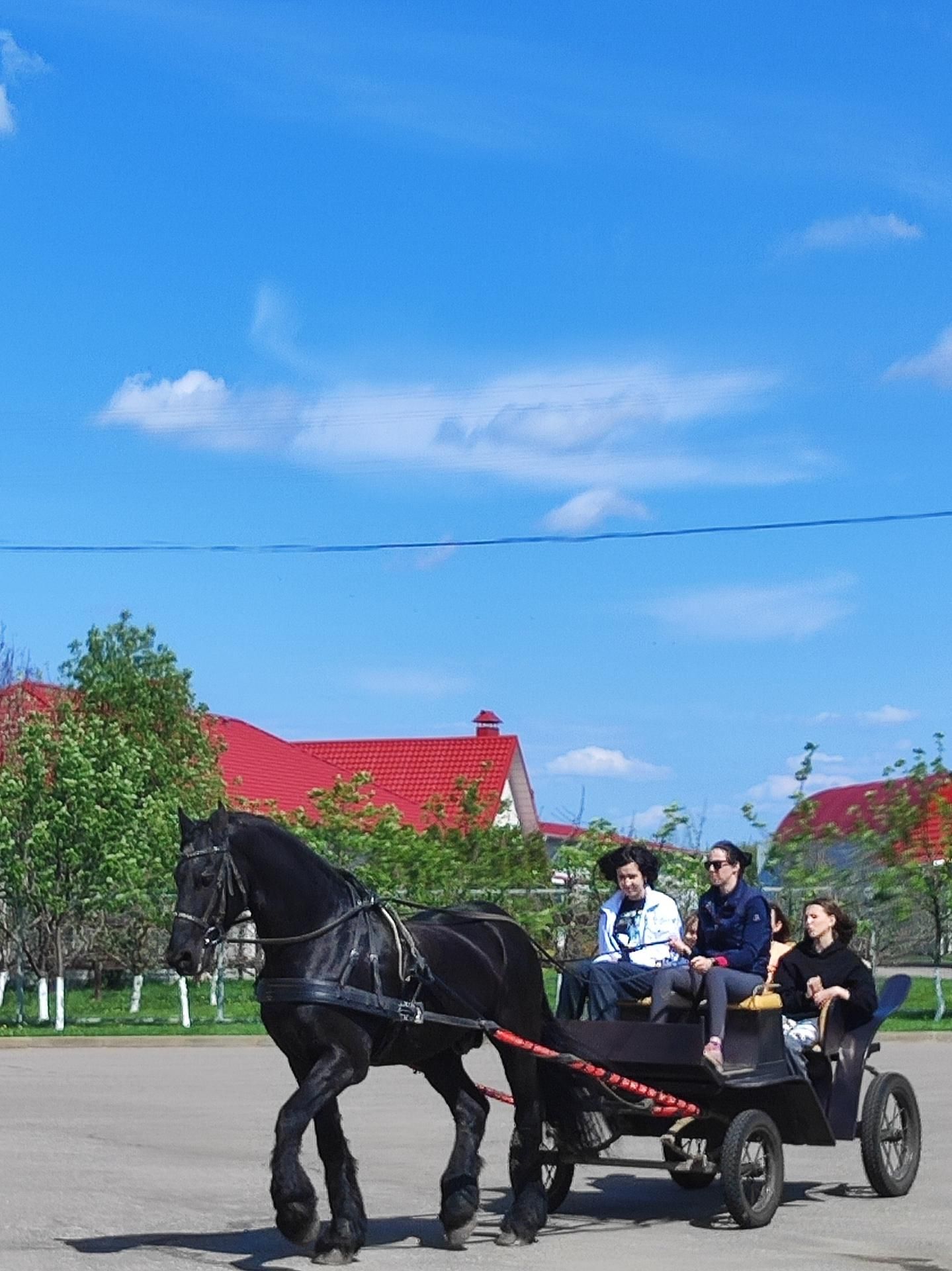 Ёжики в Мичуринске