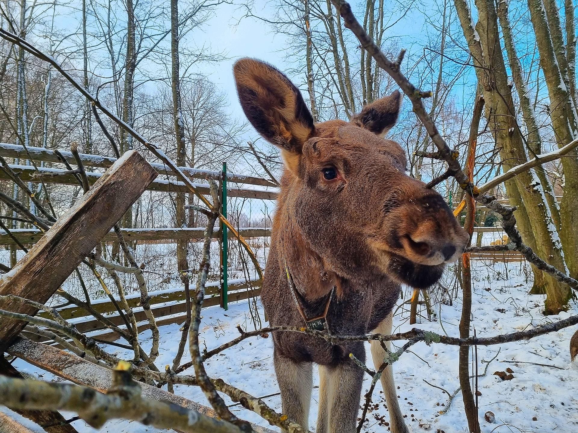 Новогодние каникулы в Костроме